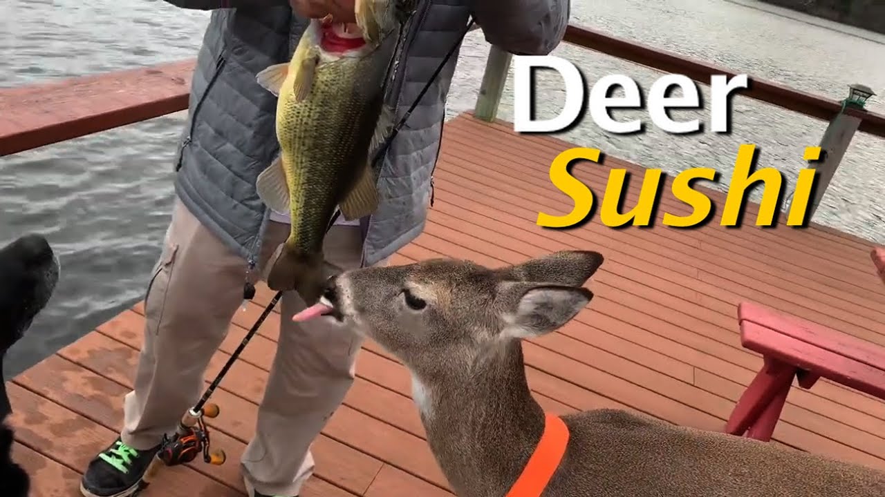 Take your Deer Fishing Day!