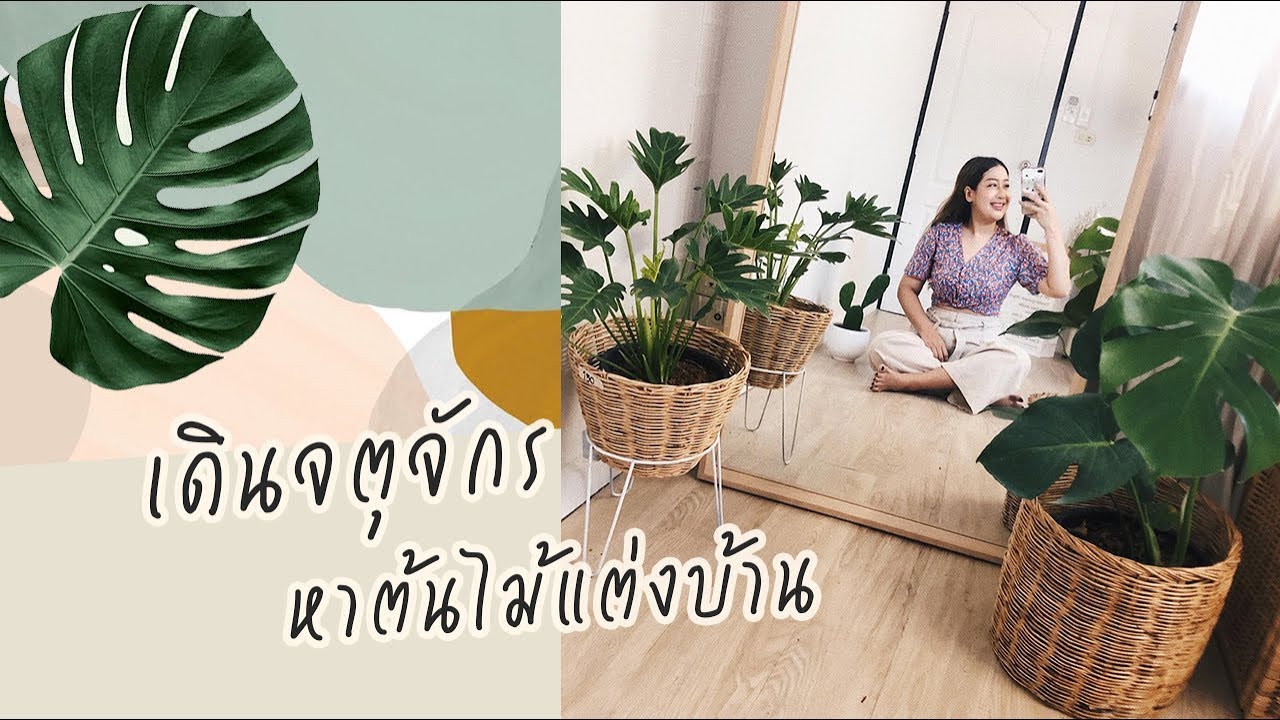 พาซื้อต้นไม้แต่งห้อง ที่ตลาดต้นไม้ จตุจักร | EARTHPYNN