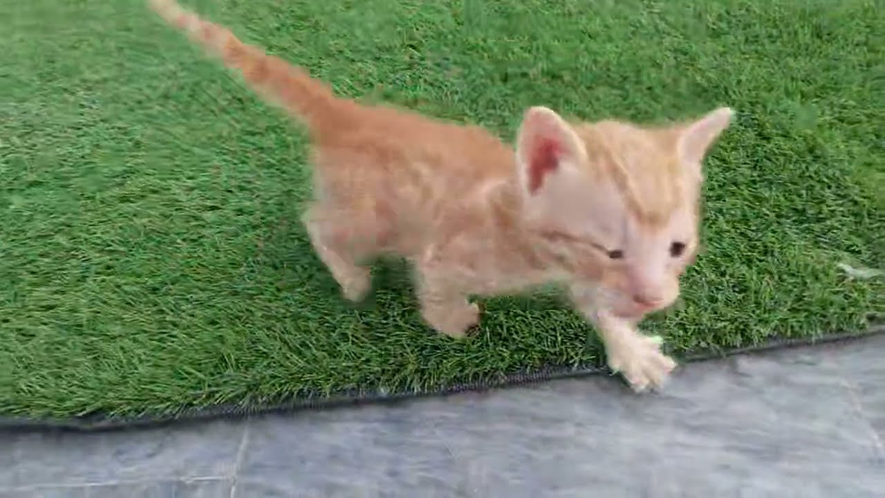 Kittens Feeling Incomplete Without Adopted Mama 