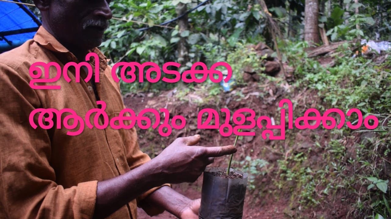 അടക്ക എങ്ങനെ മുളപ്പിക്കാം #എങ്ങനെ ഉള്ള അടക്കയാണ് മുളപ്പിക്കാൻ ഇടുക്കേണ്ടത്#full detailed#malayalam