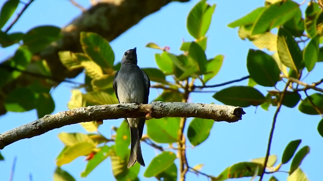 Beautiful bird