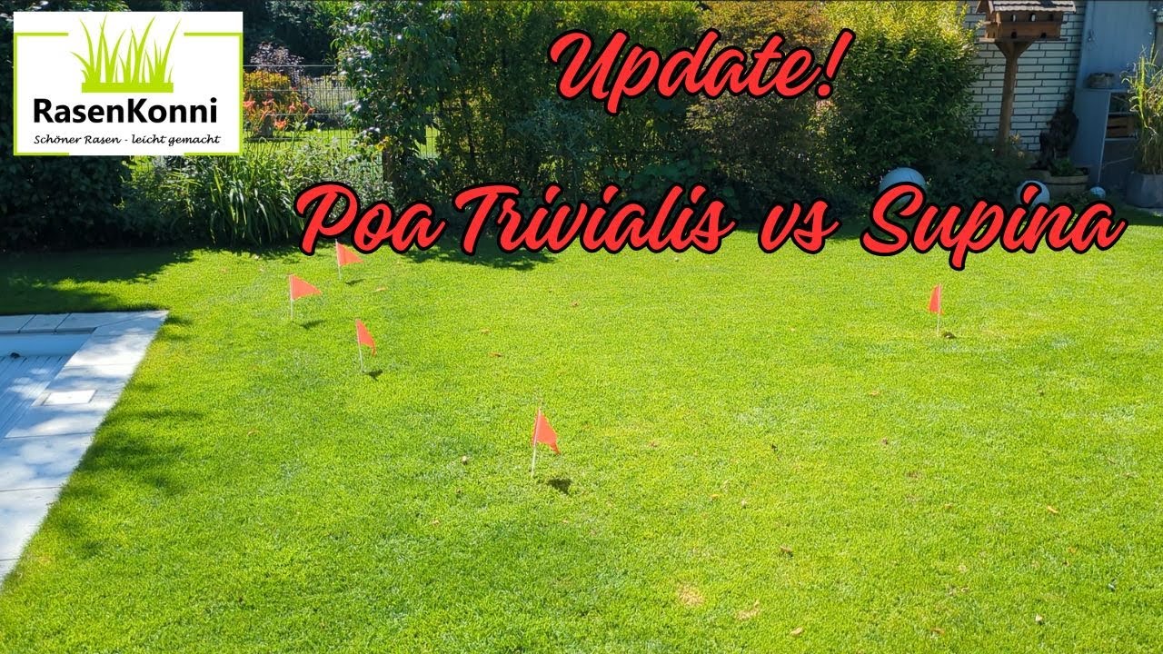 Update! Poa Trivialis vs Poa Supina