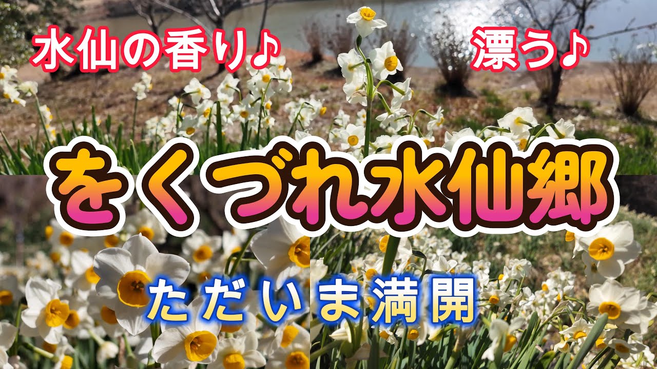 【をくづれ水仙郷】今が満開！🌼水仙の香りでストレス発散🌼