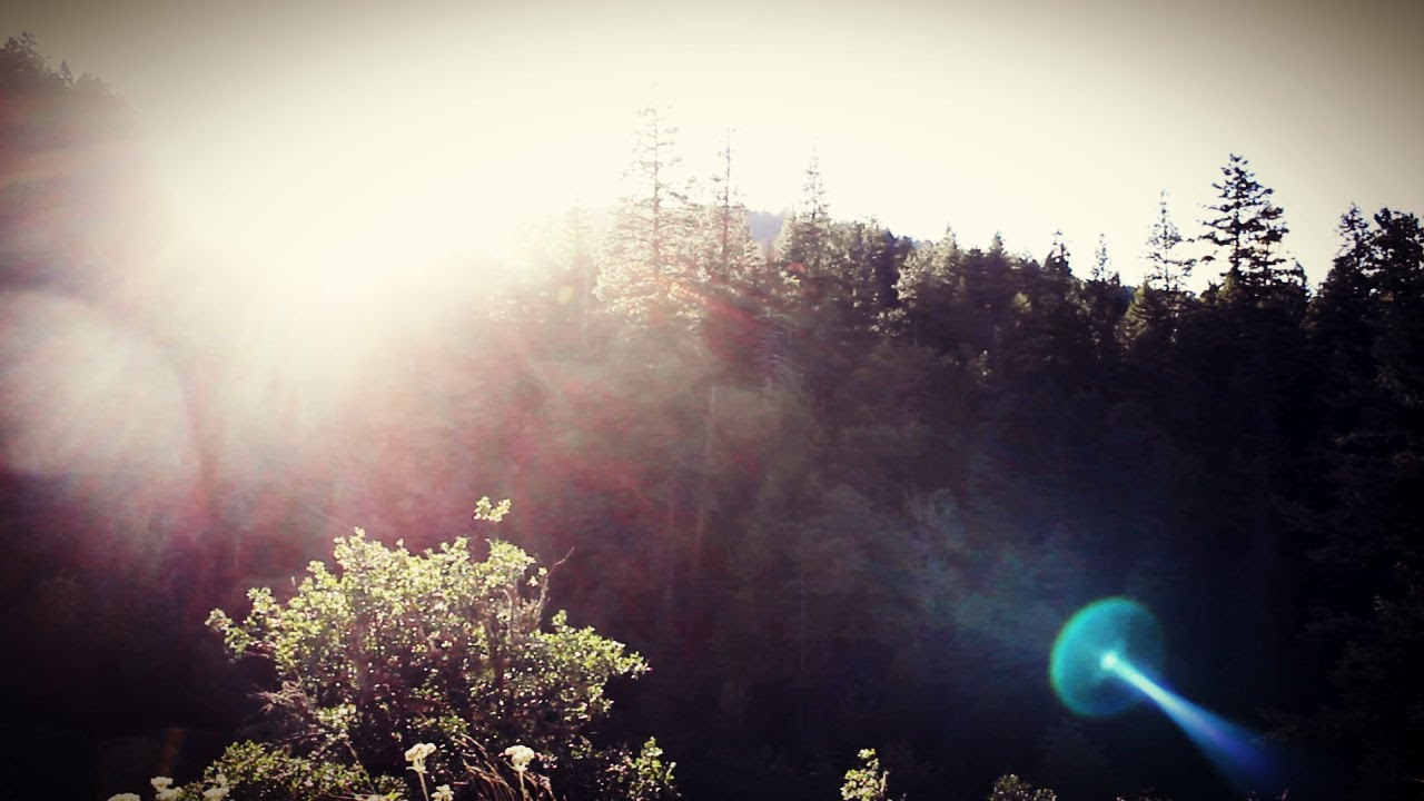 ADJUSTING TO THE TIMING OF THE FOREST | VLOG 2