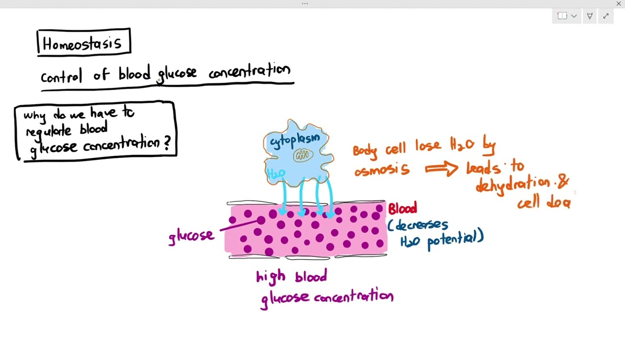 14-9 Introduction to Blood Glucose Concentration (Cambridge AS A Level Biology, 9700)