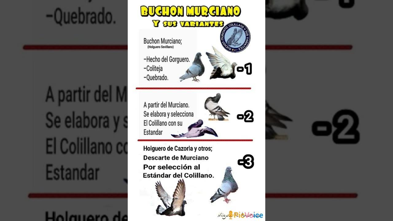Origen de Murciano, Colillano, Holguero y sus barientes.