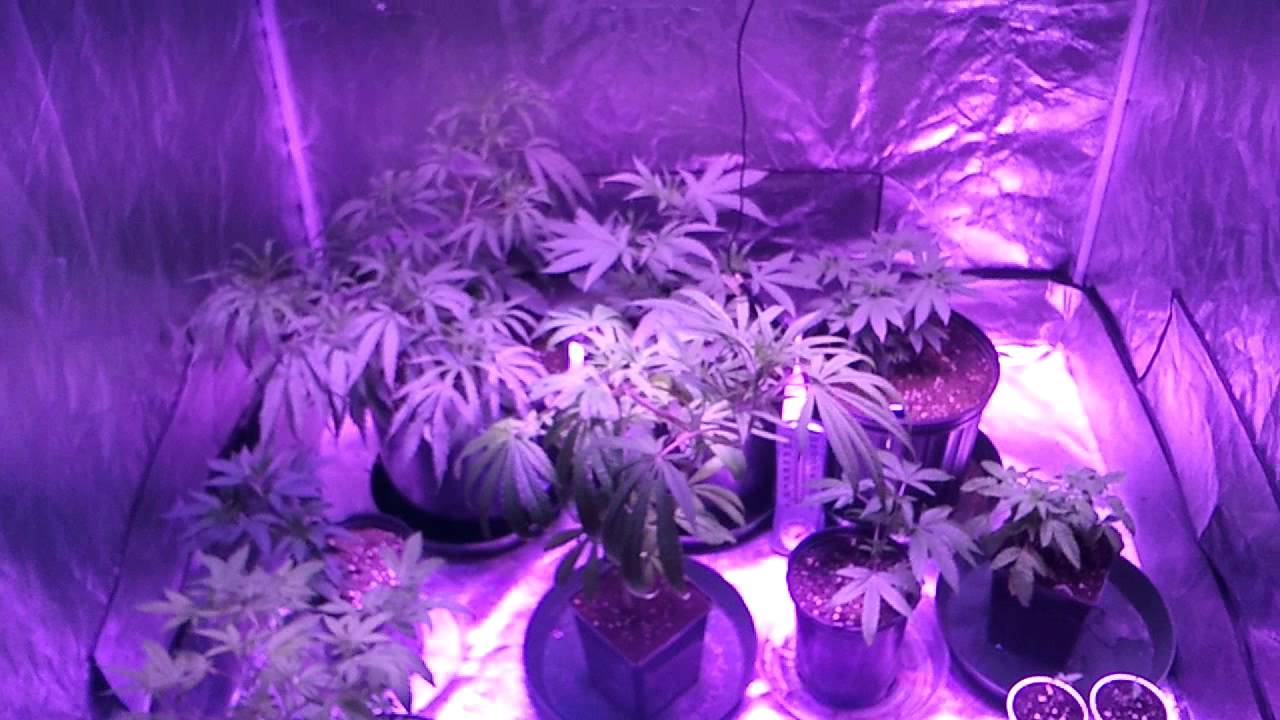 The Dominator 2xXL from Lush Lighting