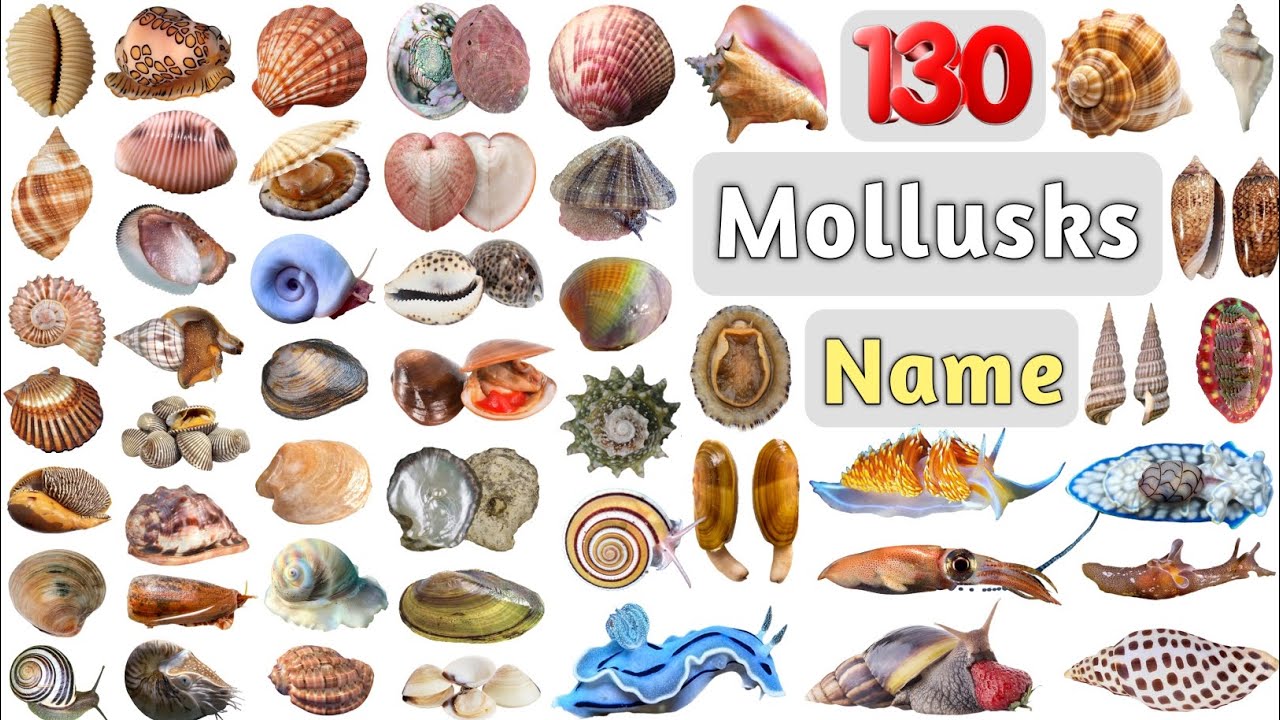 Mollusk Vocabulary ll 130 Mollusks Name in English With Pictures ll Mollusca Invertebrates Lists