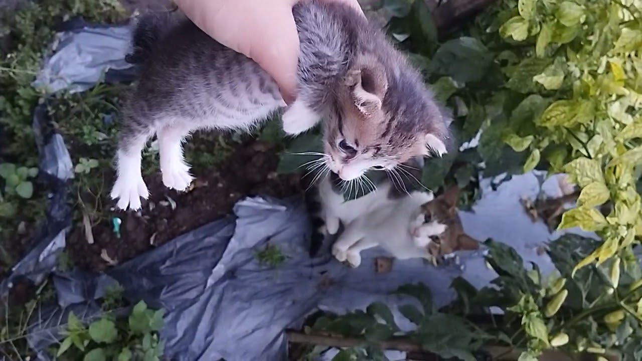 Kucing imut bertemu bapaknya 