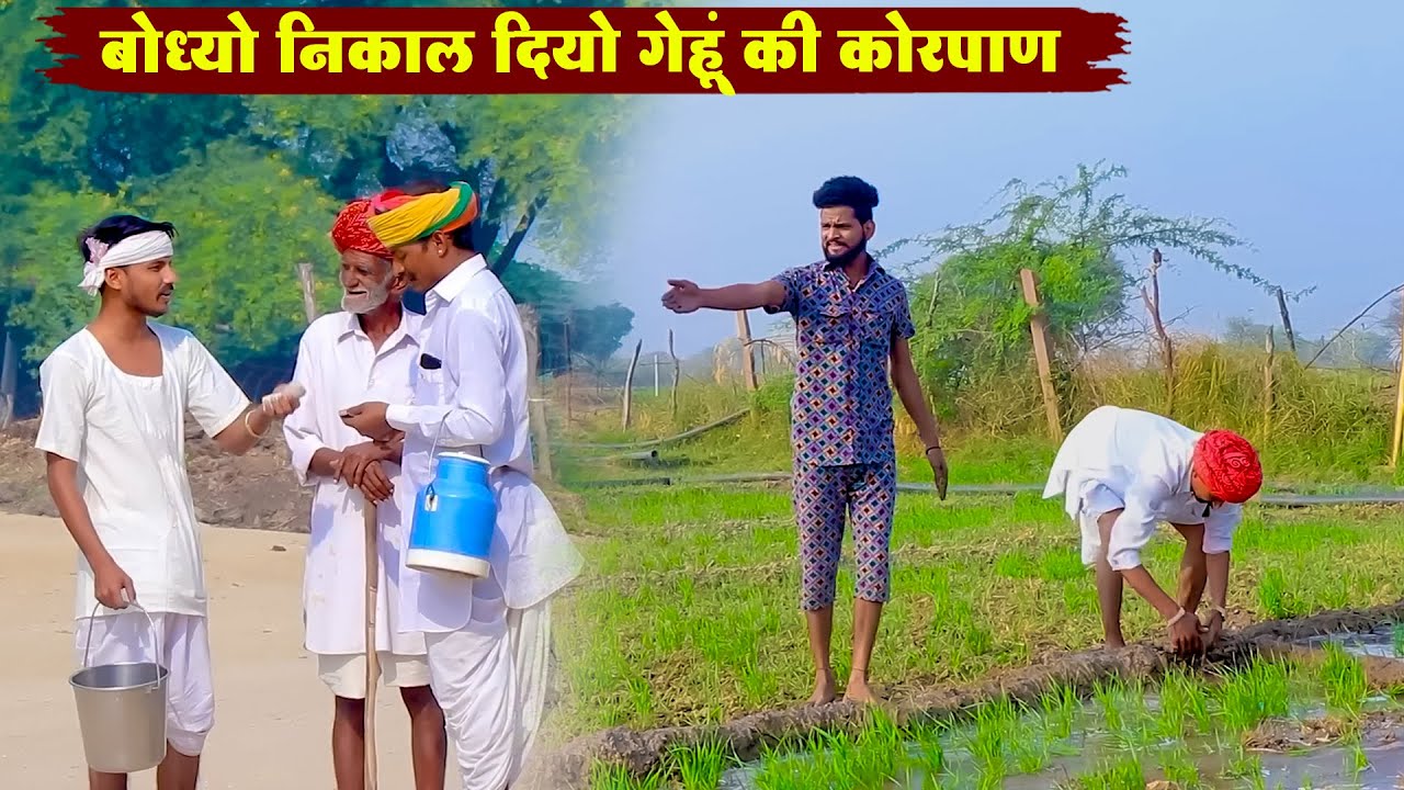 बोध्यो निकाल दियो गेहूं की कोरपाण || राजस्थानी सुपरहिट वायरल देसी कॉमेडी || Bodhya Manglya Ki Comedy