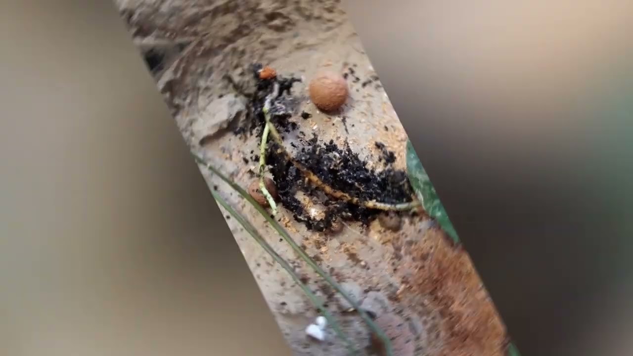 Хоя имбриката во флорариуме/ imbricata