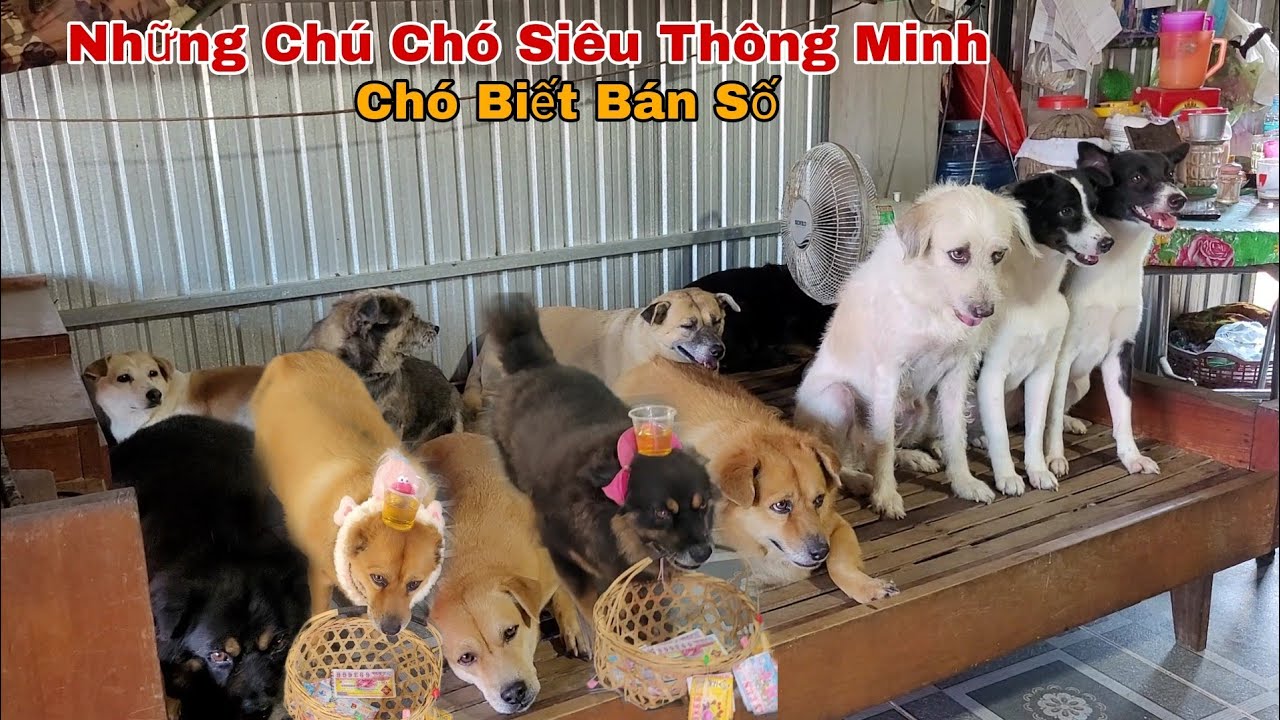 Ngạc nhiên Với Những Chú Chó Siêu Thông Minh Được Người Đàn Ông Huấn Luyện /La Cà Đường Phố