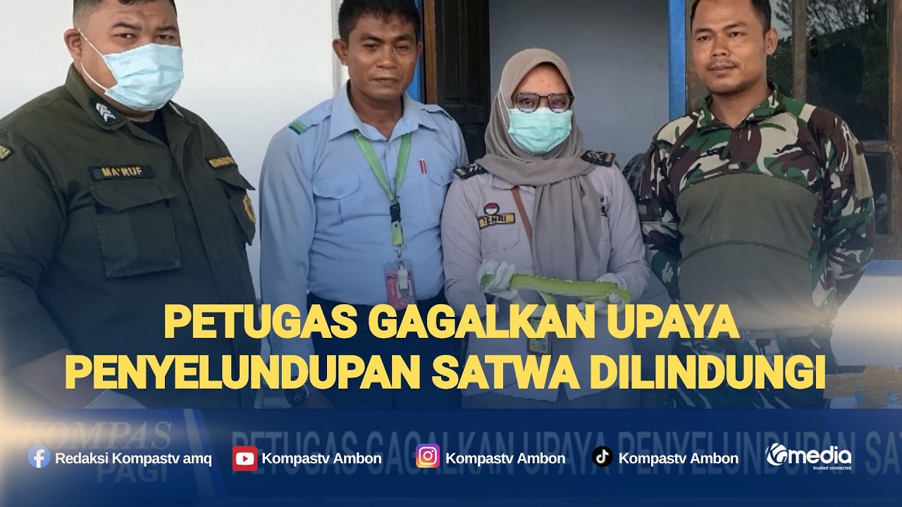 Petugas Gagalkan Upaya Penyelundupan Satwa Dilindungi di Merauke