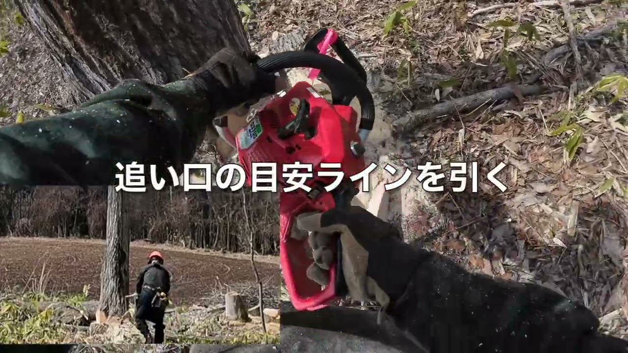 じいじの薪割りチャンネル第４弾　山の神、伐倒、玉切り秘密兵器