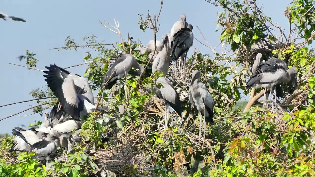 Amazing Shelter Bird 🐦 Relaxing Music  🎶 Relaxing Video For Deep Sleep  Peaceful Release Depression