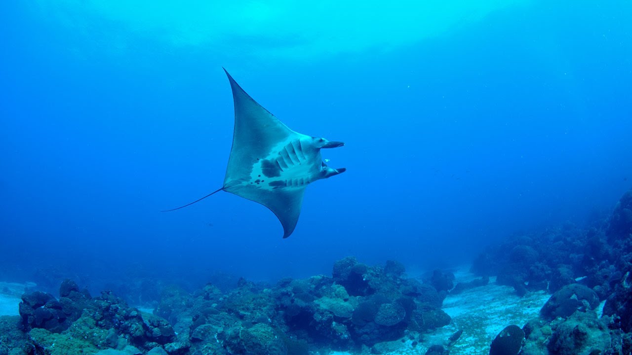 Exploring Deepwater Ecosystems with eDNA