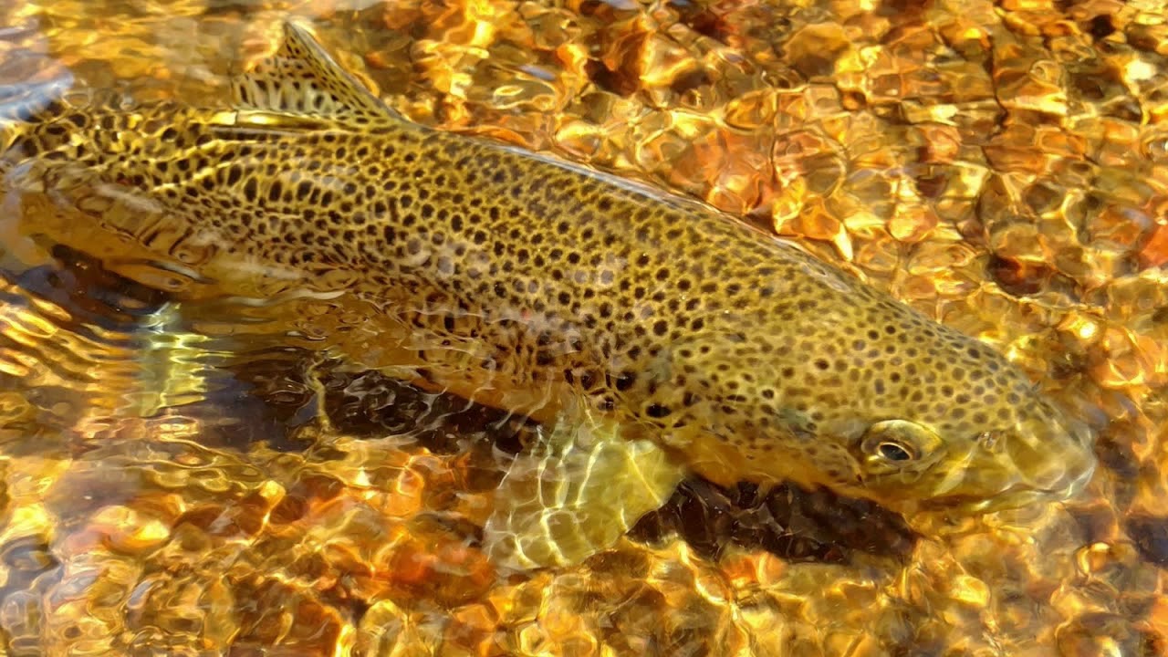 Kvoterad flugfiskegl&auml;dje 2018