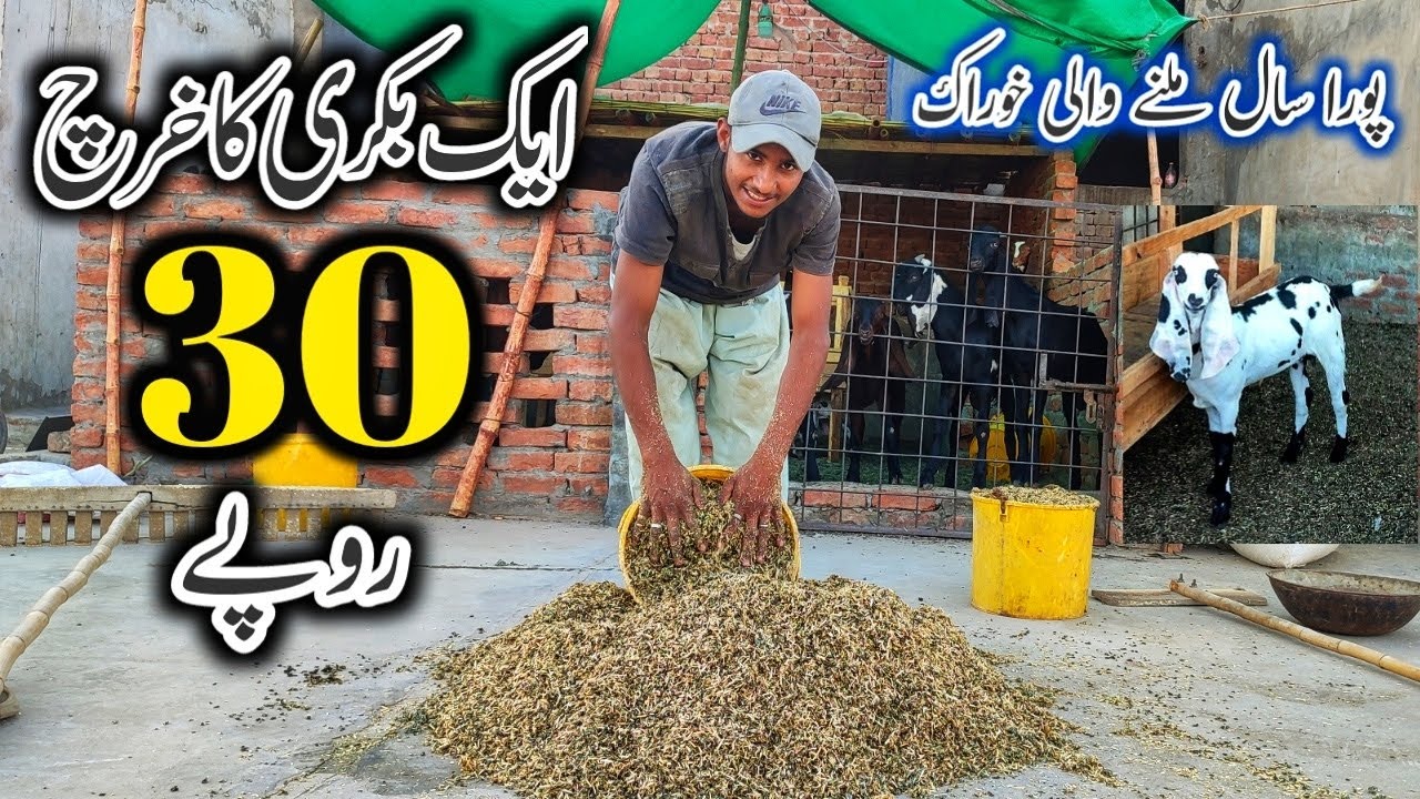 bakri feed formula | goat best  feed formulation | bakri ki sasti khurak