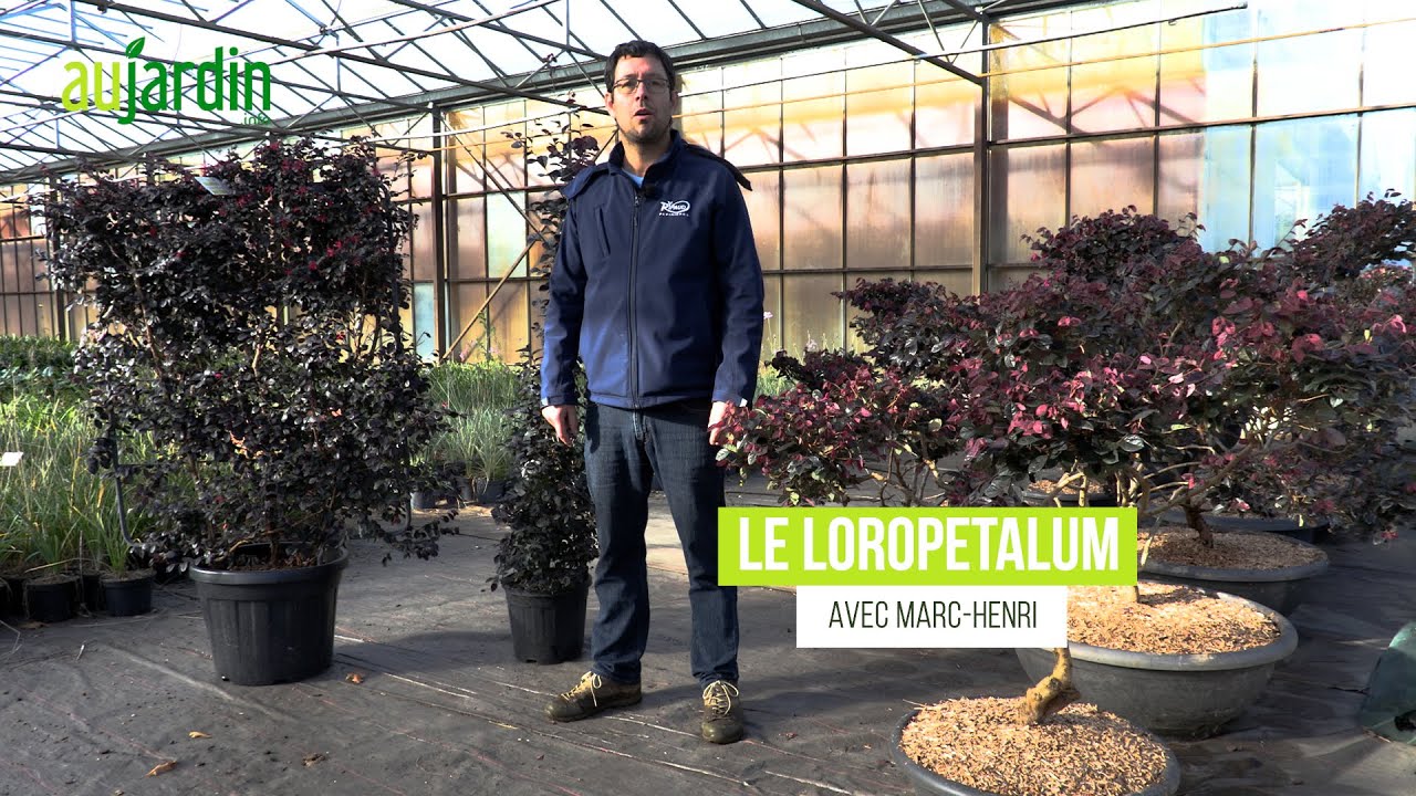 Le LOROPÉTALE DE CHINE, un ARBUSTE BUISSONNANT très DÉCORATIF - PLANTATION et ENTRETIEN