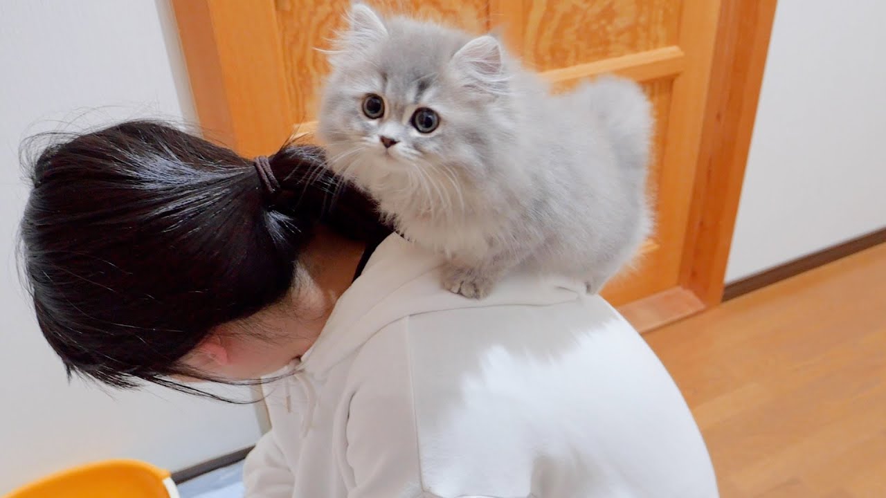 Котёнок, катающийся на спине хозяина и следящий за уборкой туалета, был таким милым...