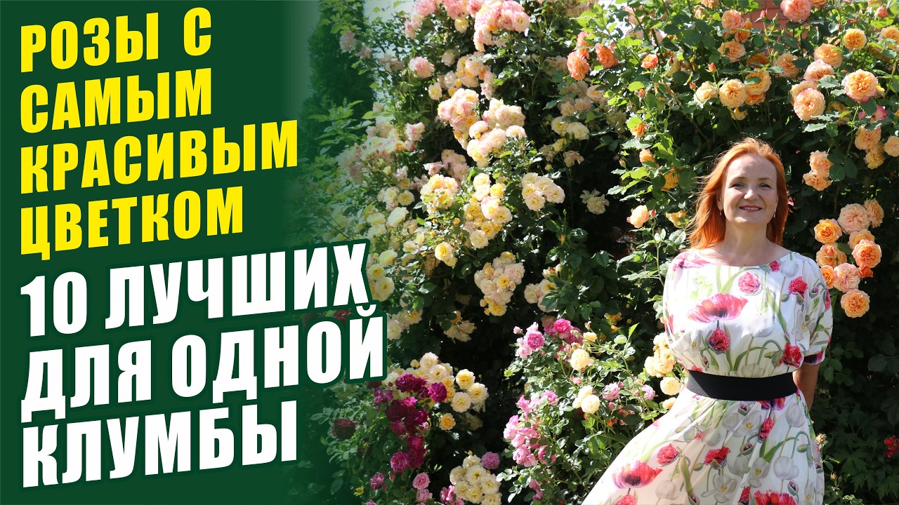 10 ЛУЧШИХ РОЗ ДЛЯ ОДНОЙ КЛУМБЫ. РОЗЫ С САМЫМ КРАСИВЫМ ЦВЕТКОМ. ЛУЧЩИЕ РОЗЫ. РОЗЫ В САДУ. ОБЗОР РОЗ