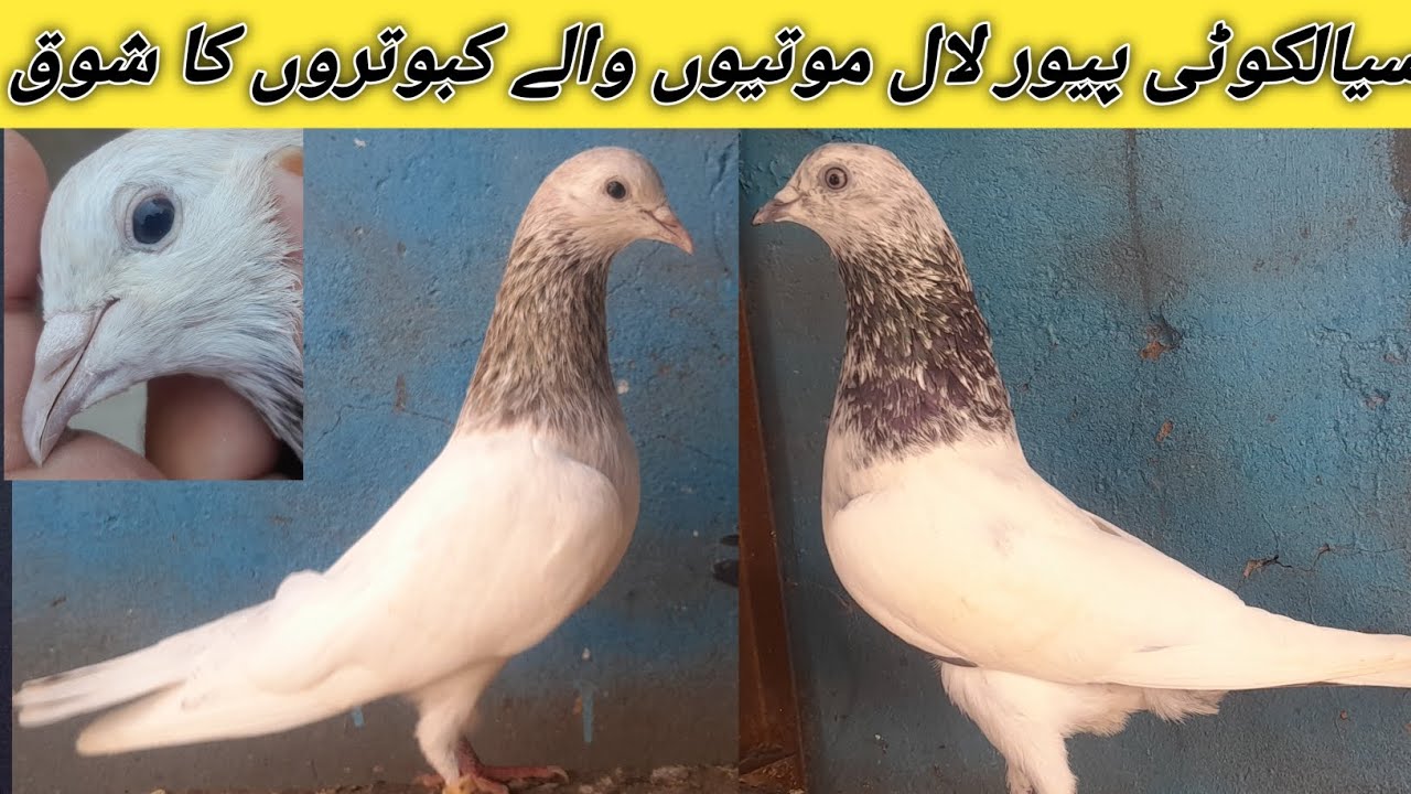 سیالکوٹی پیور لال موتیوں والے کبوتر کے بچے فار سیل ویڈیو پوری دیکھنا مزہ ائے گا 
