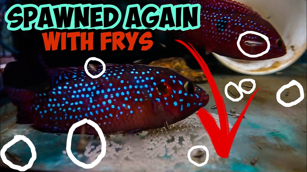 Hemichromis Lifalili/Jewel Cichlids Spawned Again With Their Previous Batch