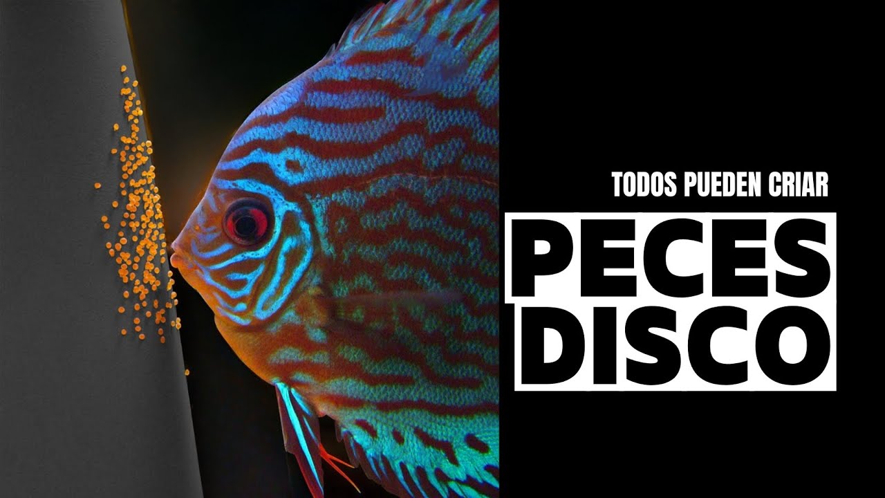 Todos pueden Criar Peces Disco 