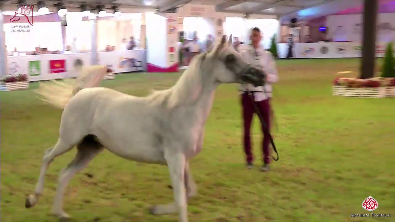 N121 PAEMA - 2020 PRIDE OF POLAND - 42nd Arabian Horse National Show - 11 Years Old and Older Ma...