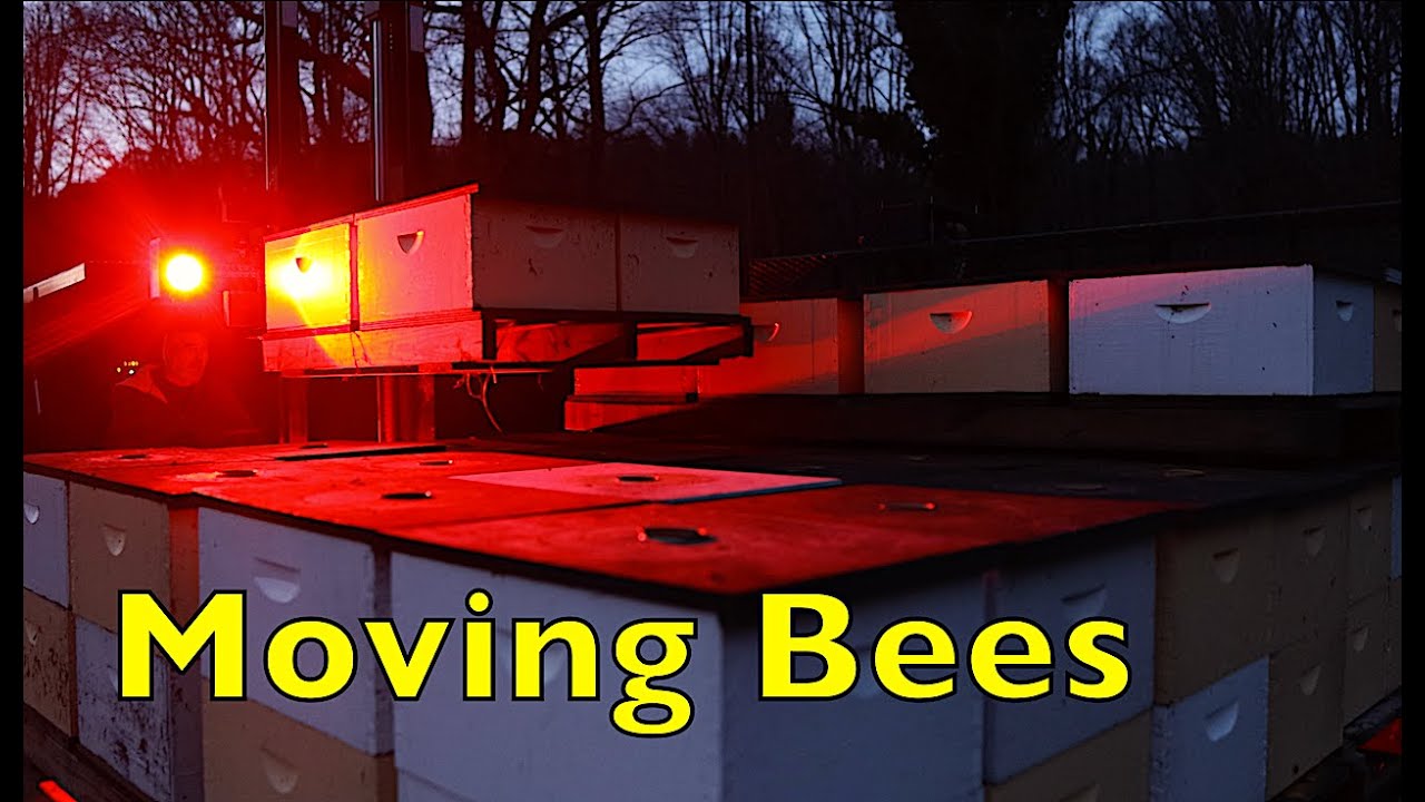 How We Move Bees
