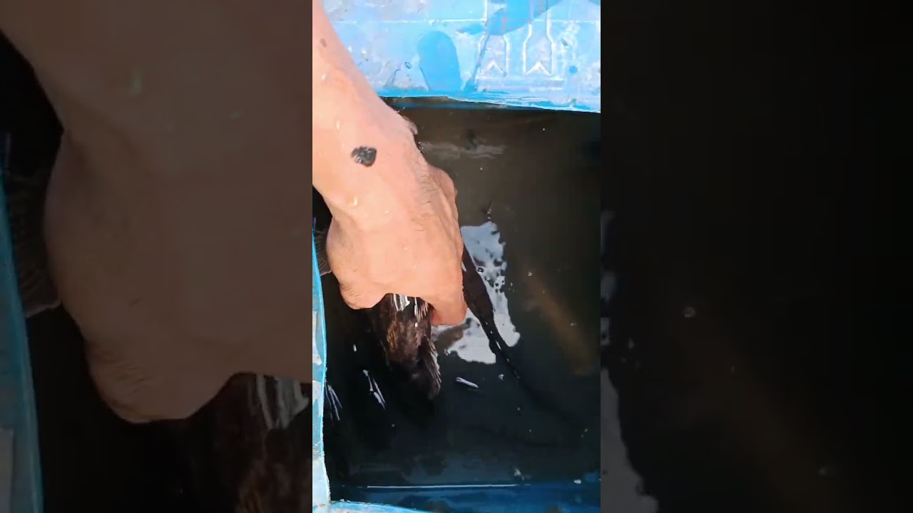 hasil belat empang nelayan ikan mahaldi dunia
