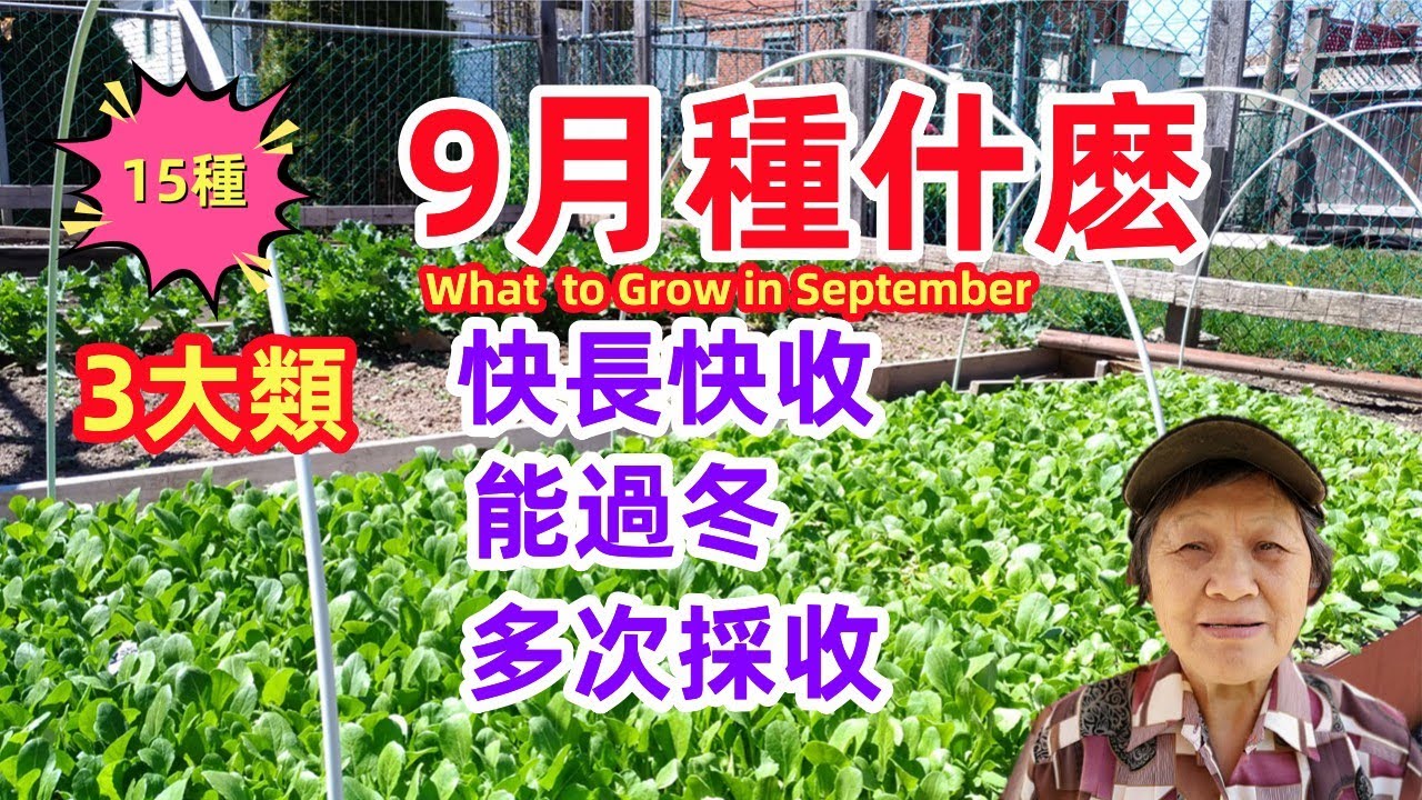 9月種什麼，15種蔬菜，九月播種，十月開始採收，快種快收，能過冬，種一次採收多次，這新品種可能你沒種過 What to grow in September