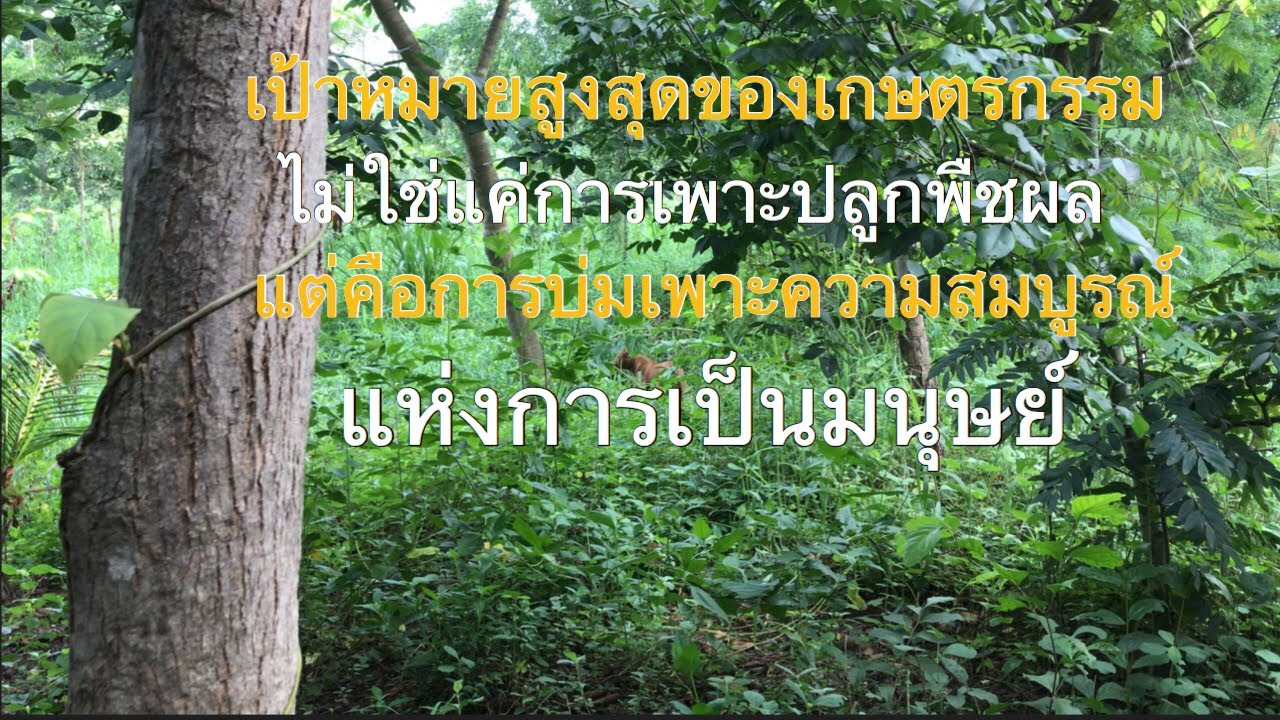 ลุงฟาง ปฏิวัติยุคสมัยด้วยฟางเส้นเดียว สุดยอดหนังสือของการเกษตรกรรมธรรมชาติ [ดินแดนแห่งเสรีภาพ]