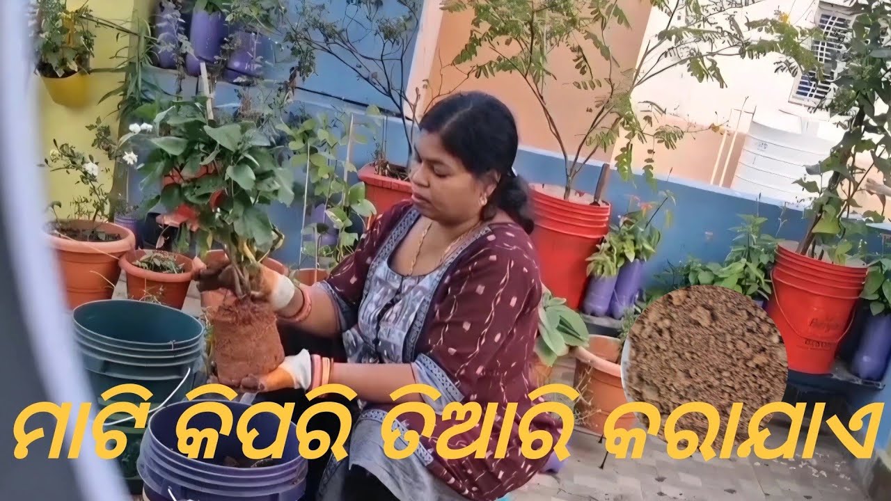 17 Jan How to prepare Soil Mixture for plants | सभी पौधो के लिये  मिट्टी | ମାଟି କିପରି ତିଆରିକରିବ#soil