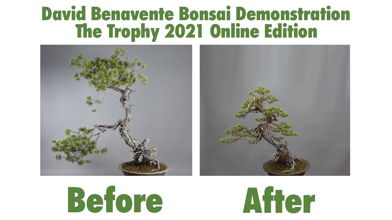 David Benavente 1st Bonsai Demonstration for the Bonsai Association Belgium Trophy 2021