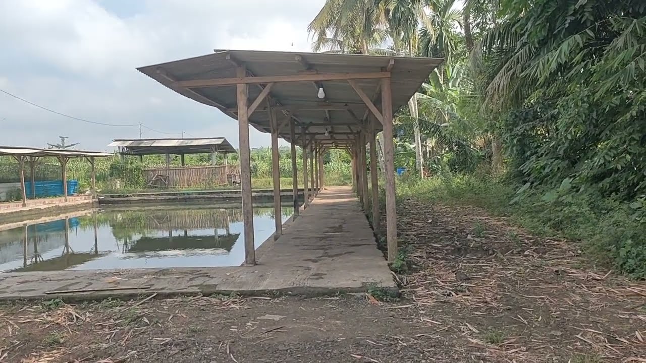 UPDATE TERKINI   ‼️WARUNG DAN KOLAM FAREL PRAGOGA