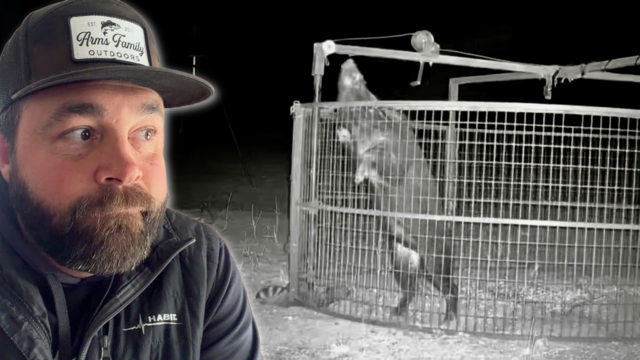 Our Wild Pig Problem Is Worse Than You Think