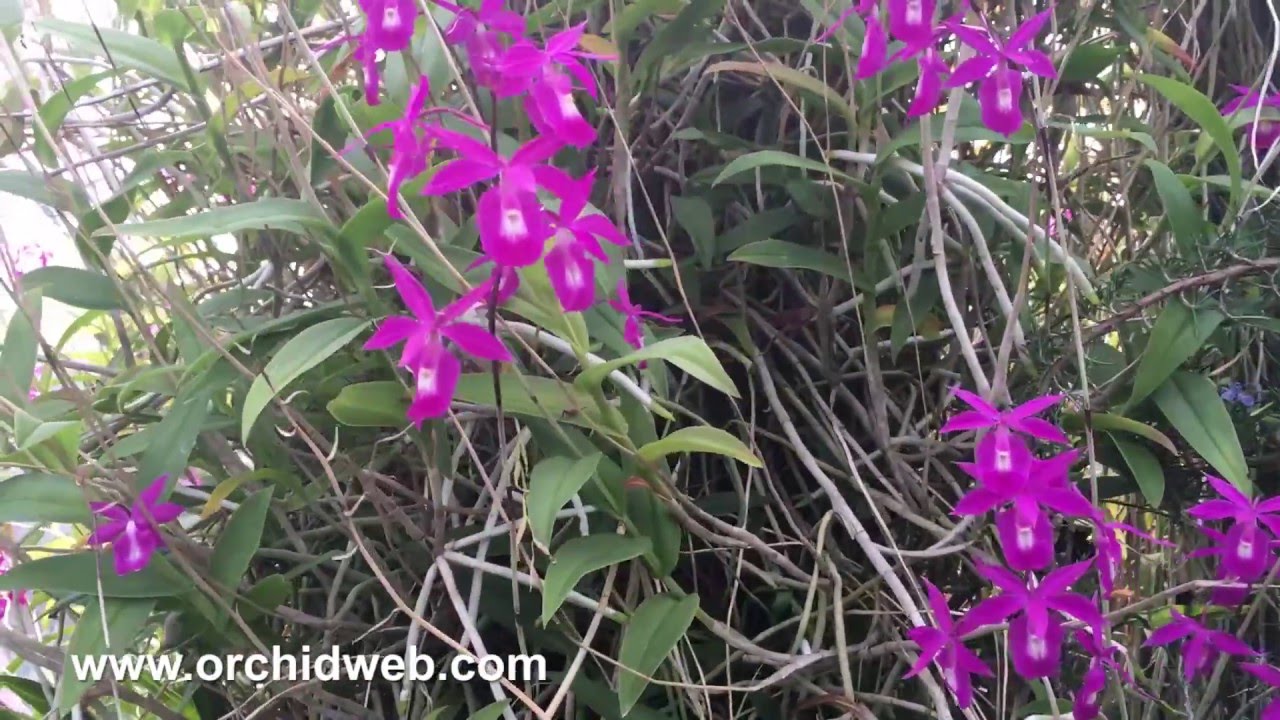 OrchidWeb -  Barkeria cyclotella