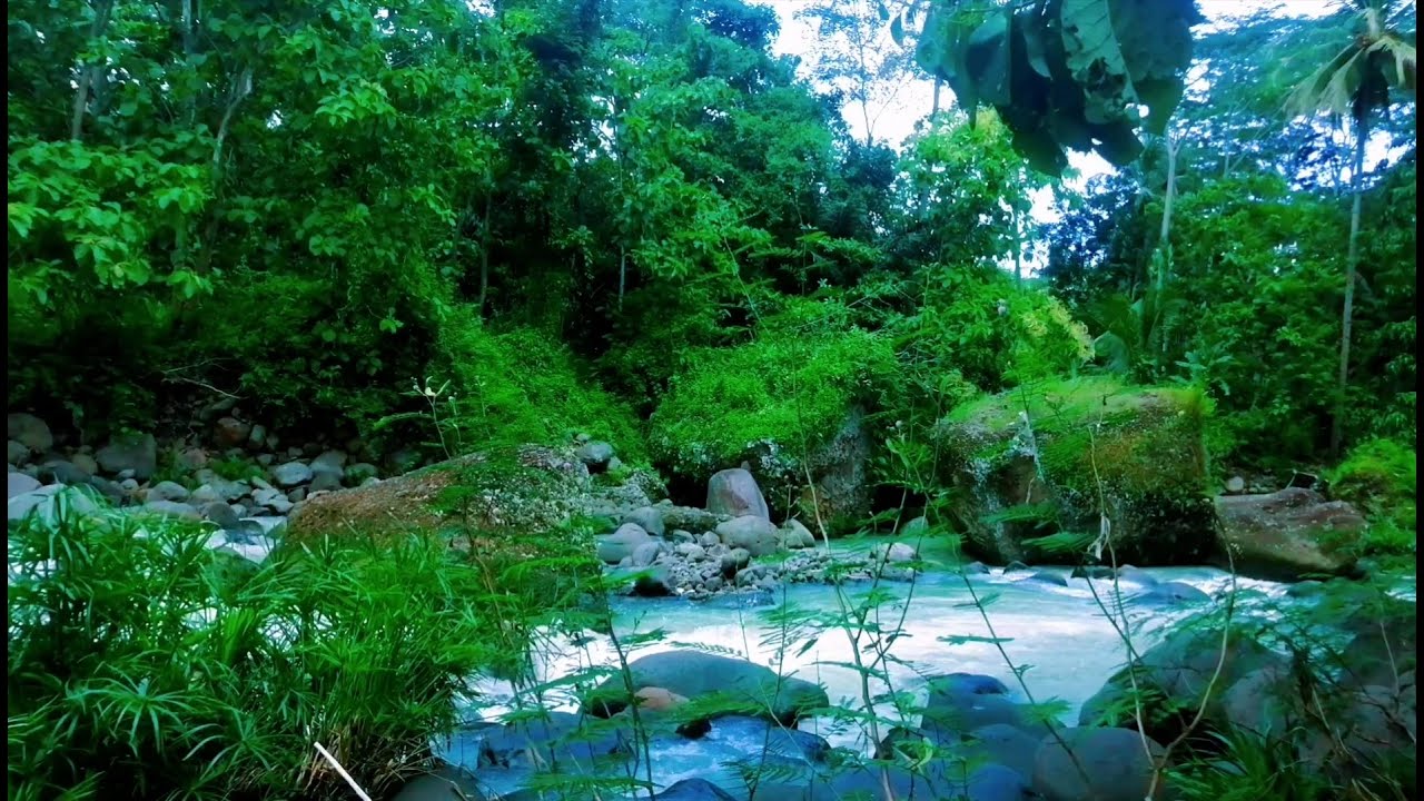 Tranquil River Ambience – Soft Stream and Forest Sounds for Deep Sleep and Inner Peace
