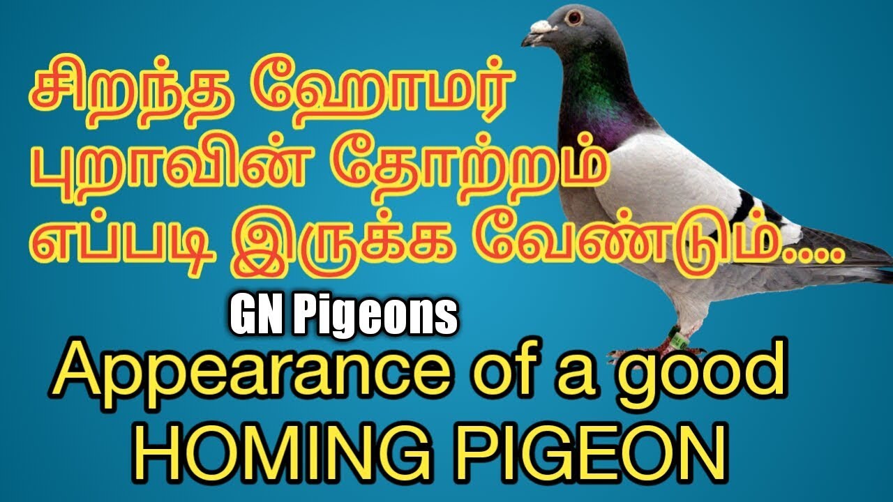 #2 சிறந்த ஹோமர் புறாவின் தோற்றம் எப்படி இருக்க வேண்டும்