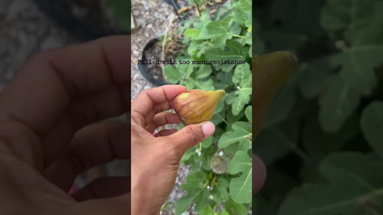 First fig of the season &mdash; too eager