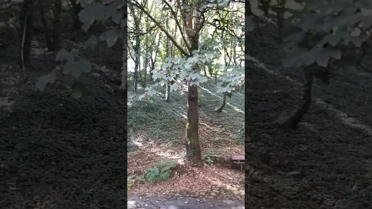 Parque Zapardiel en Monforte de Lemos #shorts #monfortedelemos #ribeirasacra