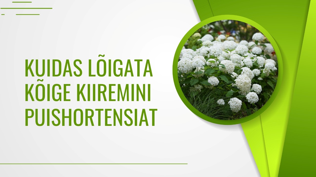 Kuidas lõigata kõige kiiremini puishortensiat