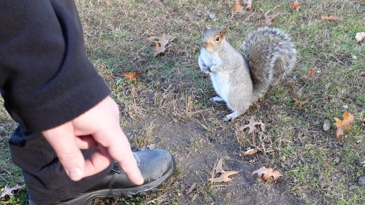 I can't believe my squirrel friend betrayed me like that