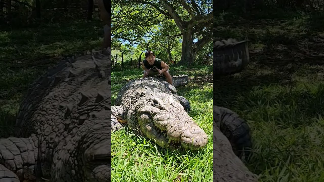 Самый старый нильский крокодил в мире?