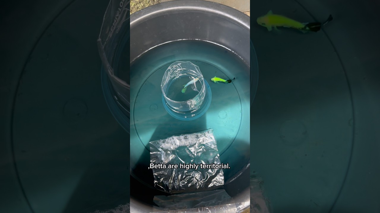 Betta love story! 💙 Watch this beautiful pair start their breeding dance and build a bubble nest.