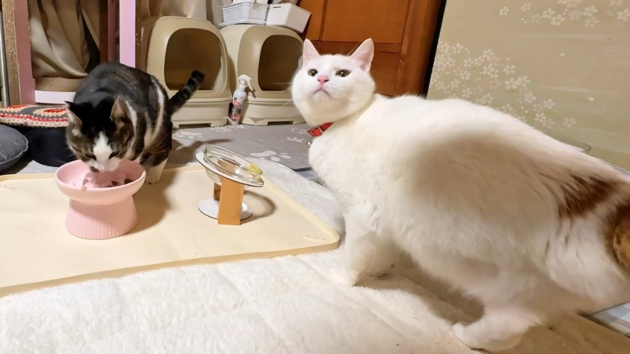 温めたウェットフードの夕ごはんを配膳します【26年2月11日その7】