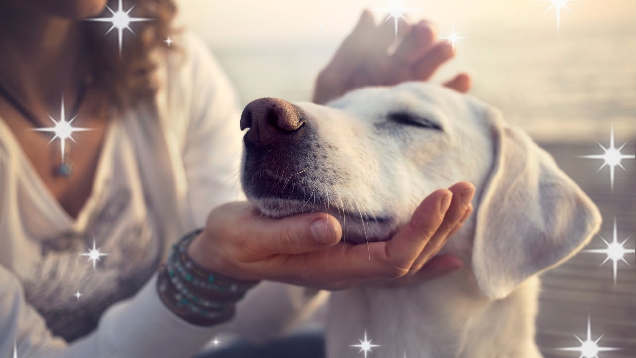 Why Did GOD Put A DOG In Your LIFE? FIND OUT HERE