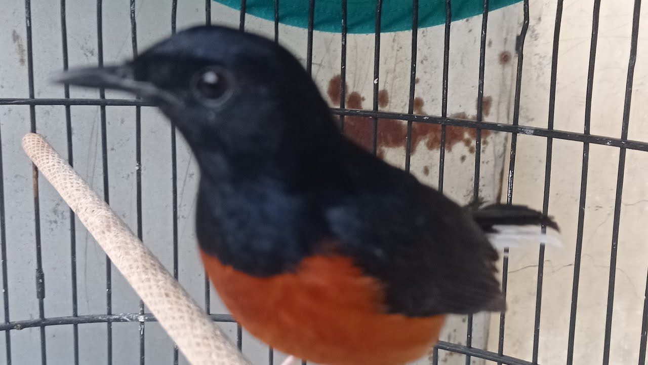 terlalu sore apa mau bunyi murai batu nya ?