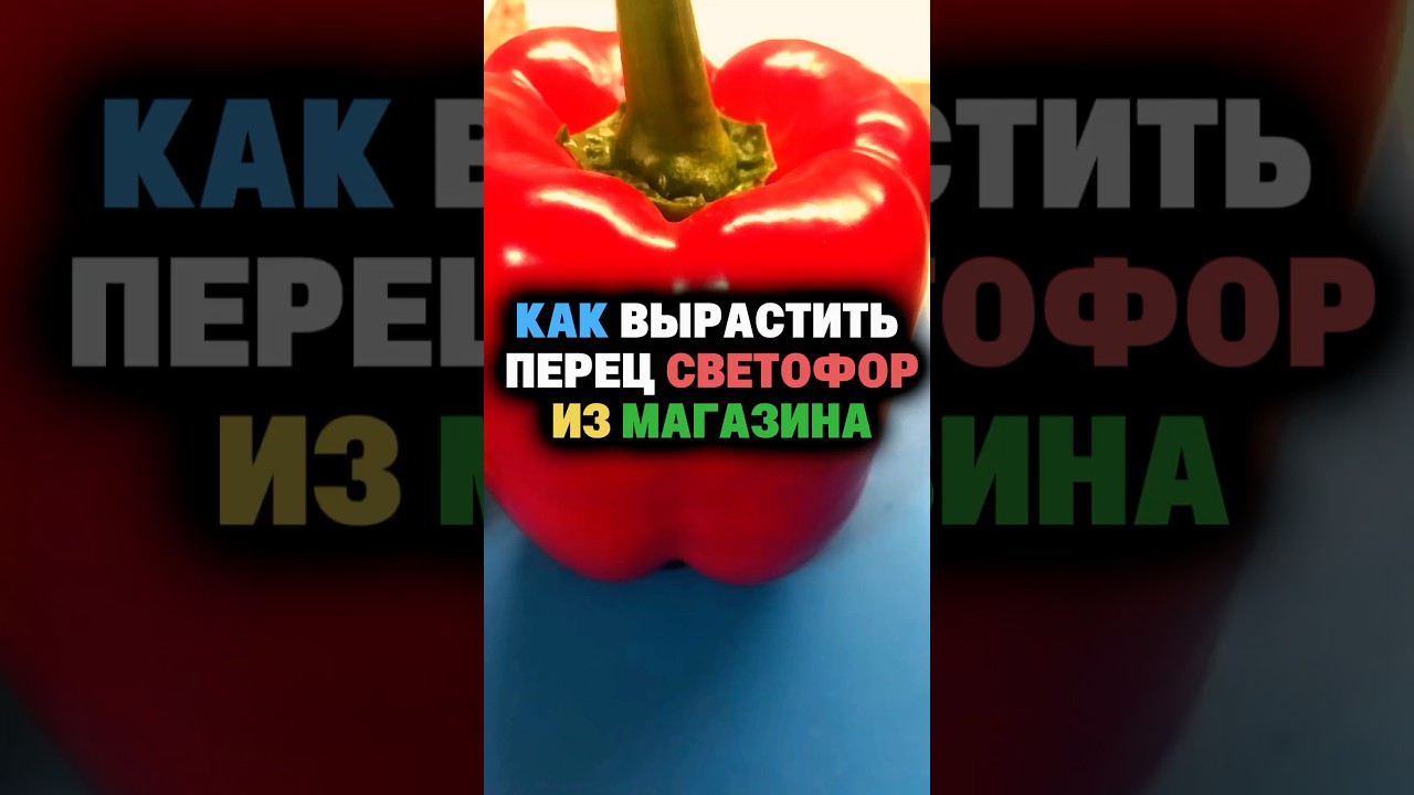 Простой способ вырастить перец светофор из магазина #перец #выращивание #огород  #подкормки  #дача